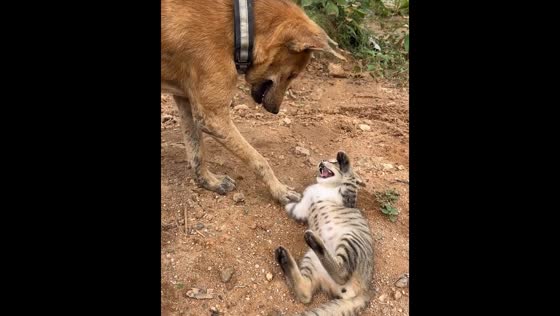 Dog and cat interaction in Jharkhand, India