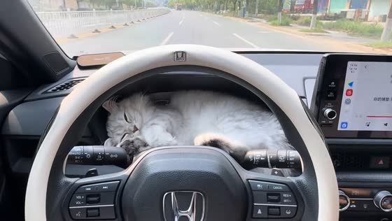 Cat sleeps on car dashboard during drive in Jiangxi, China