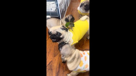 Parrot chased by pugs in Heilongjiang, China