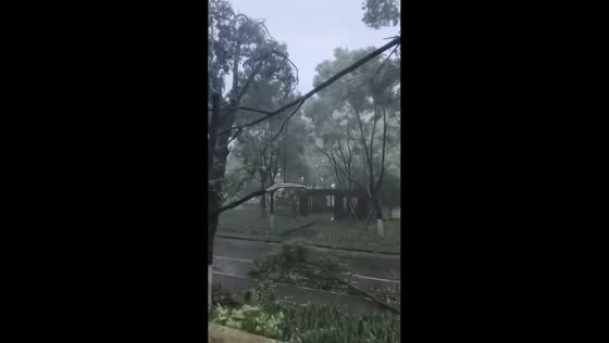 Typhoon Bavi winds snap tree branches in Taizhou park in Zhejiang, China