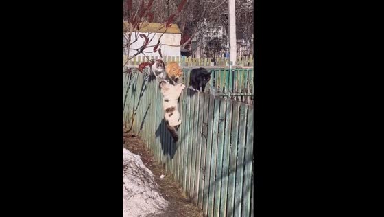 Balancing act: the graceful feline parade on the fence