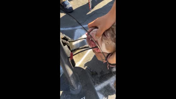 Dog takes a bite out of scooter wires in Los Angeles street fiasco