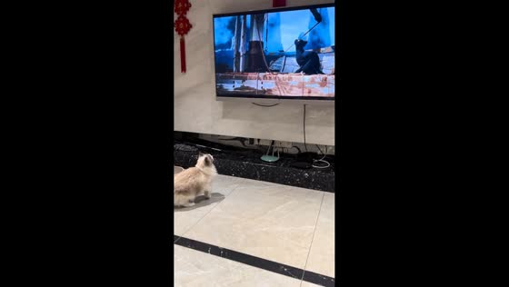 Curious cat searches behind TV in Jiangsu, China