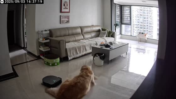 Golden retriever panics after robovacuum pulls tail in Guangxi, China