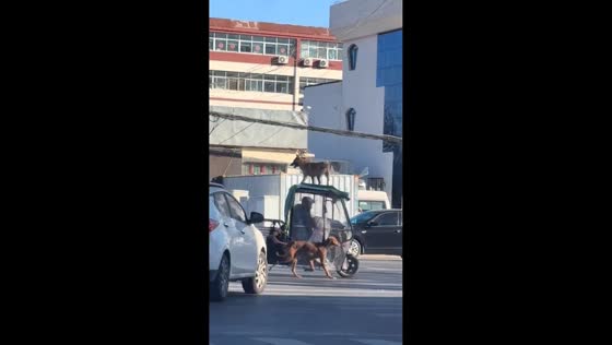 Two dogs with different priorities cross the road in Shandong, China
