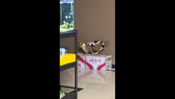 Mischievous cat tumbles while exploring boxes in Shandong, China