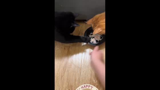 Mischievous cat tries to steal food during mealtime in Tianjin, China