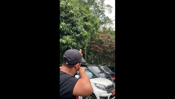 Precision in action: athlete's slingshot mastery brings mango down!