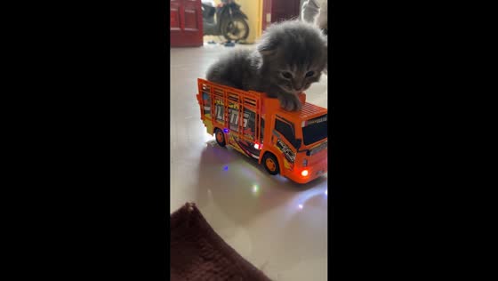 Adorable kitten enjoys ride on moving toy truck in Sumatra, Indonesia