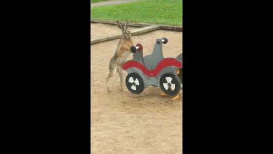 Hare attacks playground instrument in Kungälv