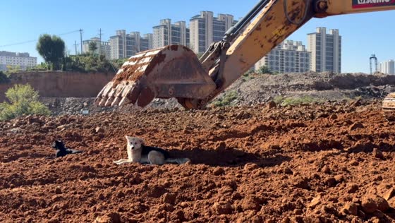 Dogs get startled by an excavator bucket hovering above them in Shanxi, China
