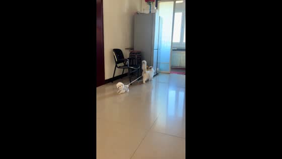 Cat drags reluctant dog by its leash in Guangdong, China