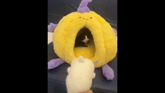Kitten cries for attention inside pumpkin house in Henan, China