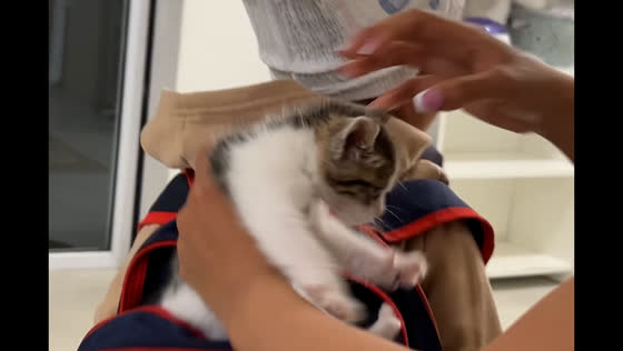 Toddler hides pet kitten in backpack in Cape Town