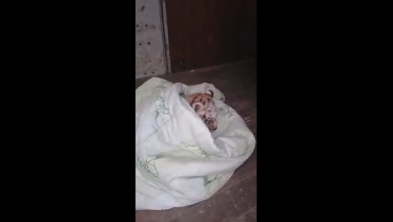 Red book tiger cub rescued with paw injuries on Khabarovsk highway