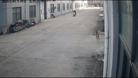 Motorcyclist falls after dog runs into path in Jiangsu, China