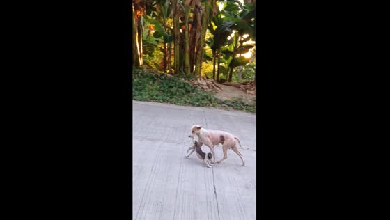 Mother dog carries stray pup to safety in Leyte, Philippines
