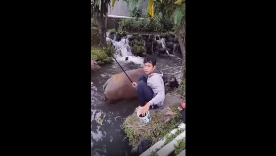 Riverside serendipity: a fisherman's close encounter with buffalos