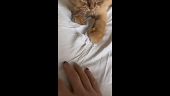 Adorable cat hilariously tries to hide torn bedsheet in Shandong, China
