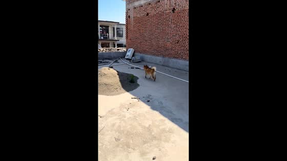 Shiba Inu surprises owner with bold jump from veranda in Shaanxi, China