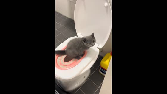 Cat uses toilet and attempts to cover in Nijmegen, Netherlands
