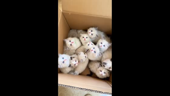 Cute kittens playing from inside a box in Jiangxi, China