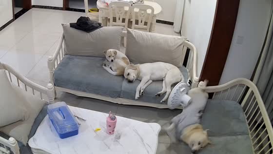 Sleepy dog rolls off sofa and bumps into fan in Sichuan, China