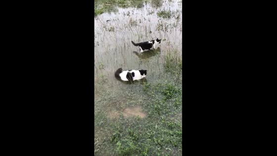 Terengganu cats embrace playful moments amidst floodwaters