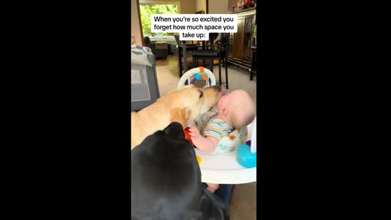Dogs' gentle apology: Nutmeg's tail bump and baby's reaction