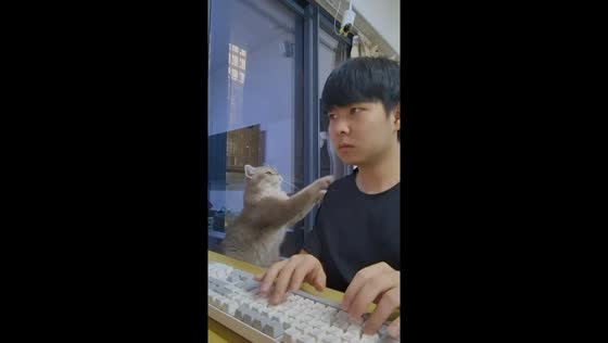 Cat seeks attention from owner in Guangdong, China