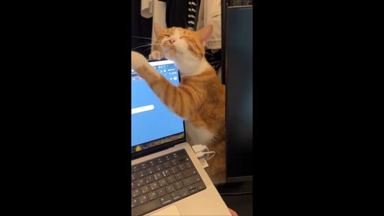 Tabby cat enjoys rubbing its face on a MacBook in Seoul, South Korea