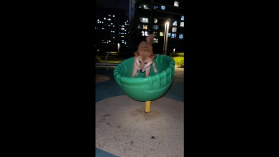 Shiba Inu spins and tumbles off playground ride in Shandong, China