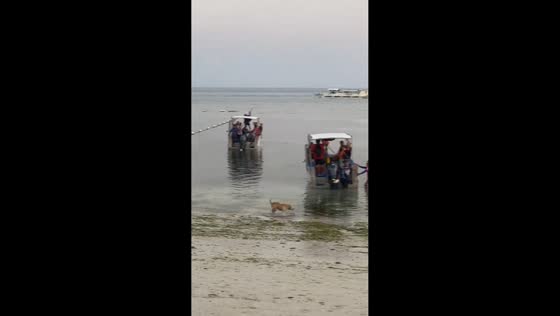 Dog and owner take turns surfing together on beach in Panglao, Bohol, Philippines