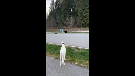 Blanco the Dogo puppy's curious encounter with a black bear in British Columbia