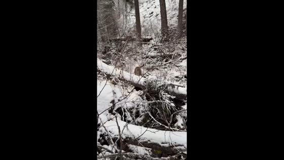 Mountain lion narrowly passes hiker near Saint Regis Mountain, New York, USA