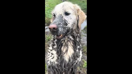 Mud-covered golden retriever enjoys playful dip in Copenhagen, Denmark