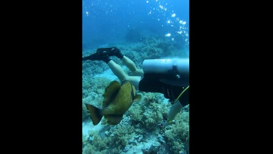 Diver was attacked and bit by a triggerfish.