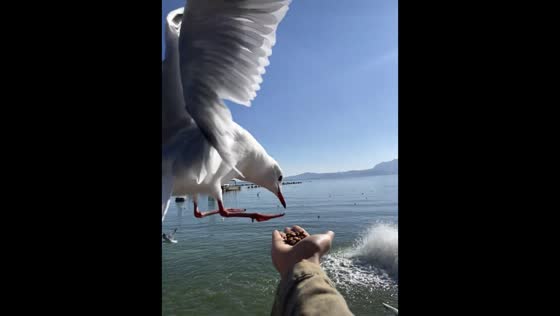Close encounter with seagull during beach feeding in Yunnan, China