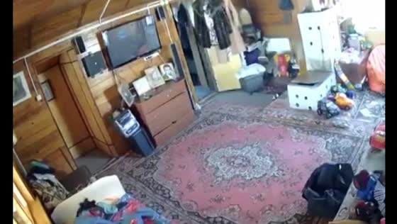 Powerful earthquake strikes Kamchatka, Russia: home security camera captures chaos