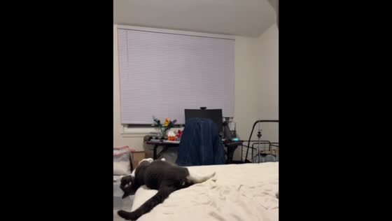 Cat falls while trying to sleep in Milwaukee, Wisconsin, USA