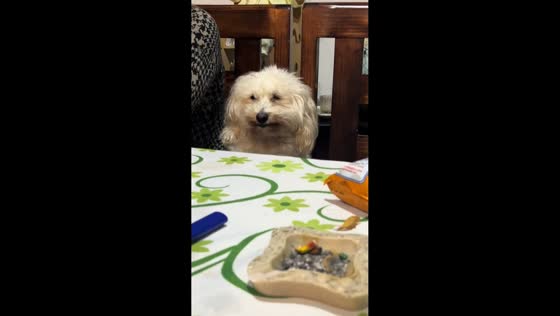 Dog startled after white cream pops onto face in Mexico