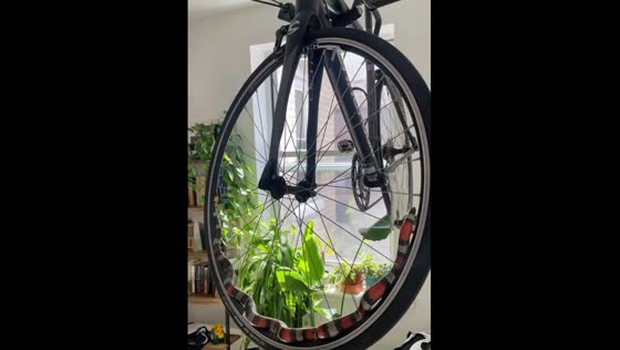 Corn snake morning walk in the bicycle wheel!