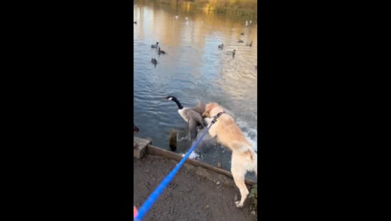 Dogs watches geese by the lake in Stoke-on-Trent, UK