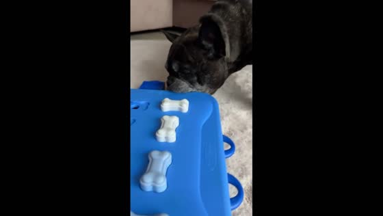 Zelma the Frenchie masters smart toy game: unlocking treats in Stockholm, Sweden