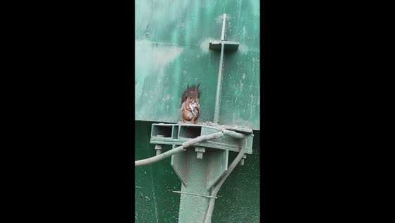 Squirrel caught displaying unusual behavior at construction site in Kropotkin, Russia