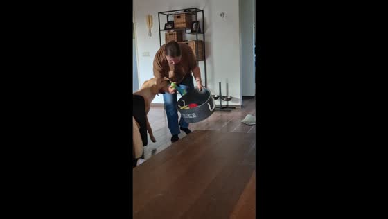 Dog playfully sabotages cleanup by tossing toys back out of basket in Sint-Oedenrode, Netherlands