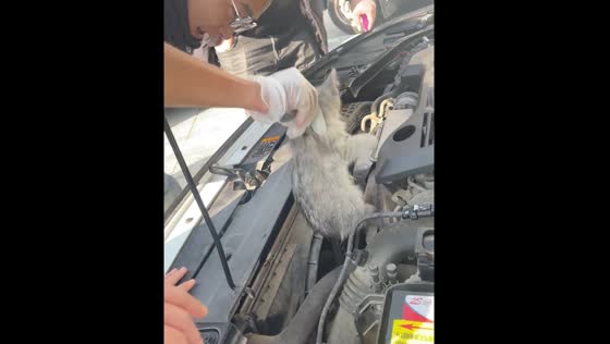 Kitten rescued from car bonnet on Christmas Eve in Jiangsu, China