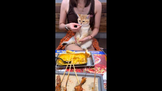 Cat doesn’t want to eat despite owner’s offer in Shanghai, China