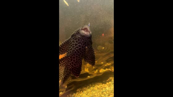 Pleco catfish amusingly scrapes tank in Galway, Ireland