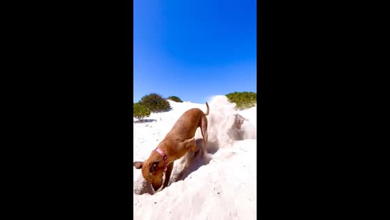 Beach-bound paws: hilarious dog fun in Esperance
